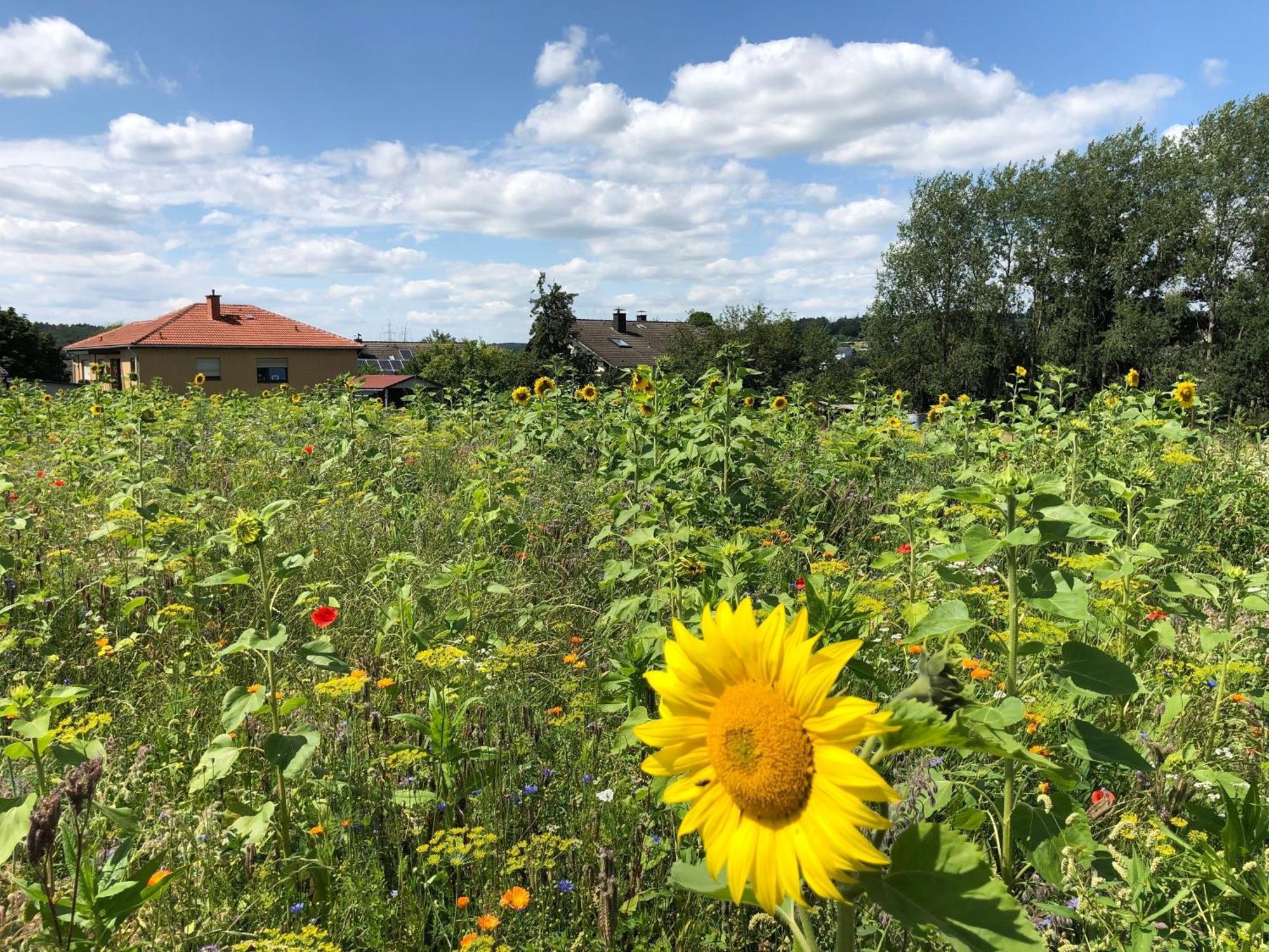 Ferienwohnung Carpe Diem Scheuerfeld Eksteriør billede